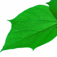 green leaf isolated on white - obrazy, fototapety, plakaty