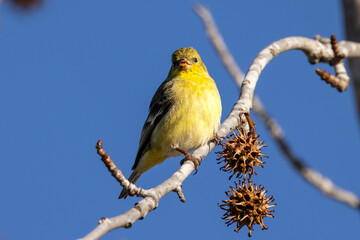 A lesser goldfinch taking sweetgum seeds