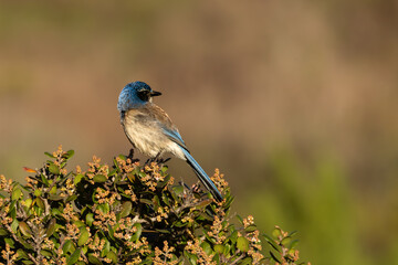 Closeup of a California scrub jay
