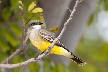 Closeup of a kingbird on tree branch