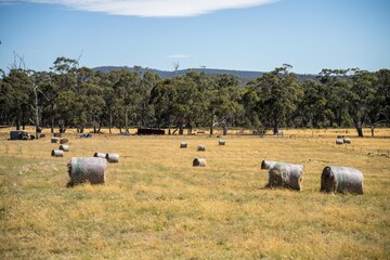 Fototapeta premium sustainable agriculture Baling hay and silage rolls and bales on a farm, in australia