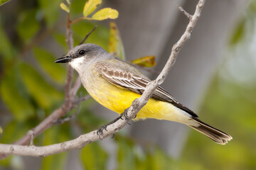 Closeup of a kingbird on tree branch