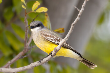 Closeup of a kingbird on tree branch