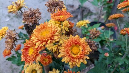 Close up of  Krisan or chrysanthemum flowers in the garden.