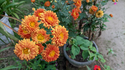 Fototapeta na wymiar Close up of Krisan or chrysanthemum flowers in the garden.