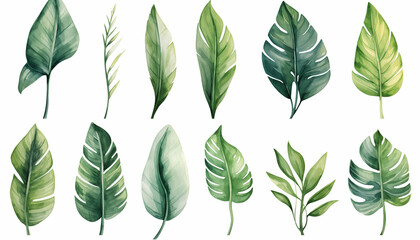 Watercolor drawing. set of tropical leaves banana - obrazy, fototapety, plakaty