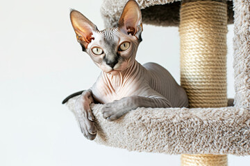 Sphynx hairless cat relaxing in a cat tree, isolated on white background.