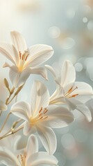 white lily flowers banner. White lily flower on white background, celebration, invitation, farewell greeting, condolence. Generative AI.