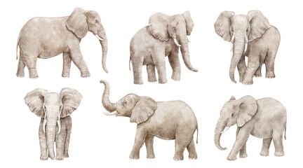 Watercolor realistic elephant with trunk up. Hand drawn illustration set isolated on white background. - obrazy, fototapety, plakaty