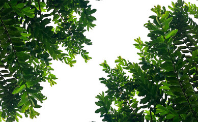 Tropical tree leaves growing in botanical garden on white isolated background for green foliage...