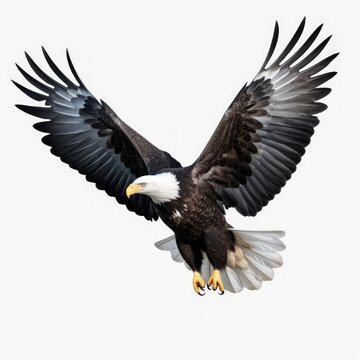 Eagle flying, full body, on a white background.