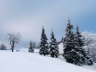 snow covered pine trees