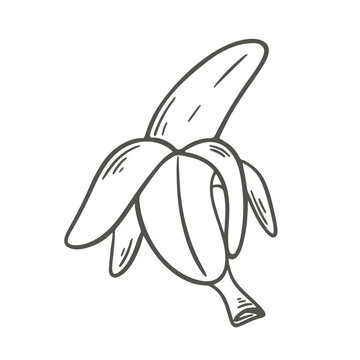 Ripe opened banana doodle sketch style. Ink hand engraved peeled banana. Tropical fruit, vintage icon, isolated vector illustration