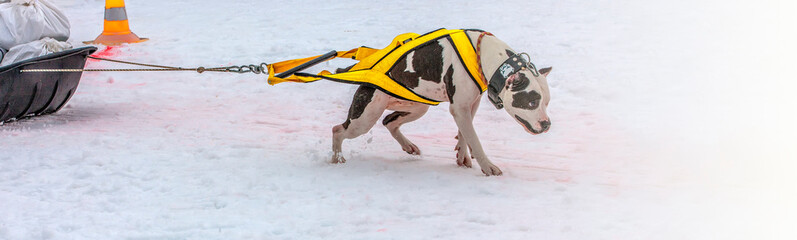 Dog in the winter competitions Weight pulling.
