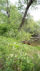 stream in the forest