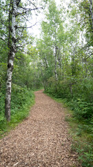 Obraz premium path in the forest