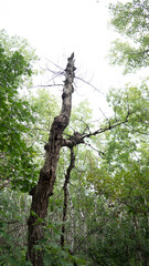 Fototapeta premium tree in the woods