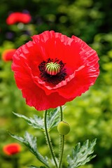 Red poppy flower on a background of green grass in the garden. Australia day of mourning concept.