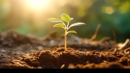 Young plant thriving in a garden bathed in sunlight.