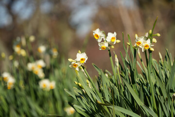 スイセンの花の優しい輝き