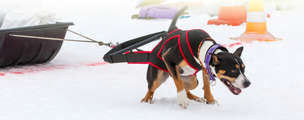 Dog in the winter competitions Weight pulling.