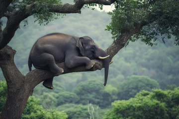 Foto op Aluminium Lonely elephant on tree © Kien