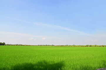 View Scene Beautiful Landscape of Rice field wide angle with white clouds and blue sky natural background at Thailand.