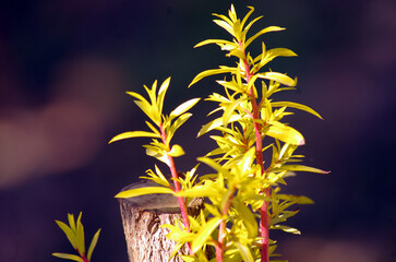 Colorful leaves on a peach tree in autumn 