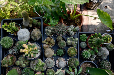 Closeup of Beautiful Cactus in a pot in the garden for design and decoration in Thailand.