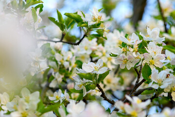 close-up of an apple tree blooming with white flowers in spring in the park