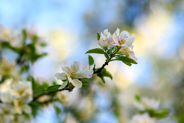 close-up of an apple tree blooming with white flowers in spring in the park