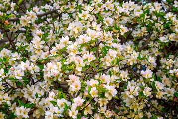 close-up of an apple tree blooming with white flowers in spring in the park