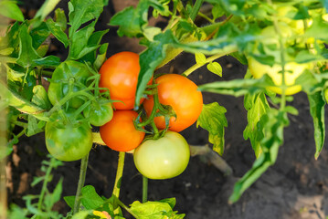 Ripe red organic tomatoes on a branch in an outdoor vegetable garden