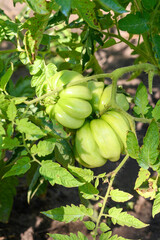 tomato plants, green tomato plantations