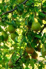 green pears on a tree branch