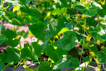 cucumber blossom, tall appearance