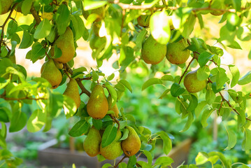 green pears on a tree branch