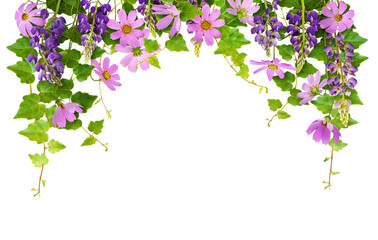 Floral arch with ivy leaves and flowers for top border isolated on white or transparent background