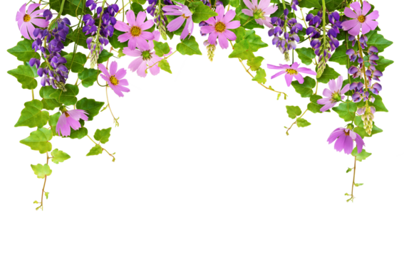 Floral arch with ivy leaves and flowers for top border isolated on white or transparent background