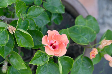 Nature view of orange flowers on blurred background in forest. Leave space for letters, Focus on leaf and shallow depth of field at Thailand.