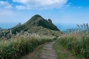 Fototapeta na wymiar Small trails on the mountain ridge with Miscanthus covered the mountain in Jinguashi, New Taipei City, Taiwan.