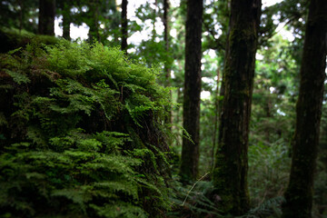 Close-up of high altitude fern in the woods, in taiping mountain, Yilan, Taiwan.