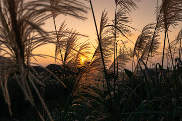 Miscanthus blooms in the mountain and sunset go through it, in Jinguashi, New Taipei City.