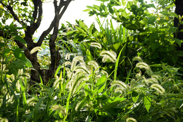 Closeup the fuzzy grass with sunshine go through it, in New Taipei City, Taiwan.