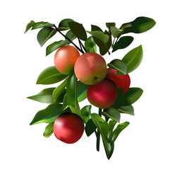 red apples on a branch