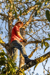 Fototapeta premium adventurous and risky man, climbing a tree