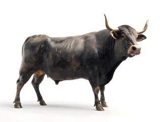 Foto op Plexiglas Black bull isolated on white background. The Big bull young strong have muscle and sharp horn © Some
