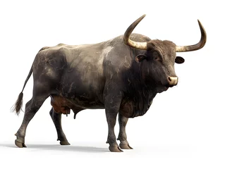 Fotobehang Black bull isolated on white background. The Big bull young strong have muscle and sharp horn © Some