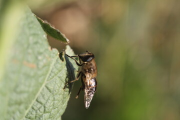 wasp on a leaf