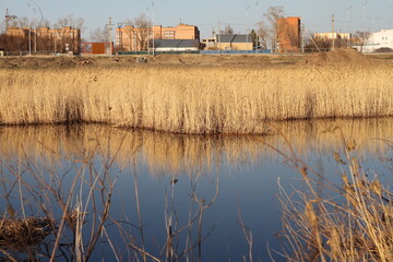 reeds on the river